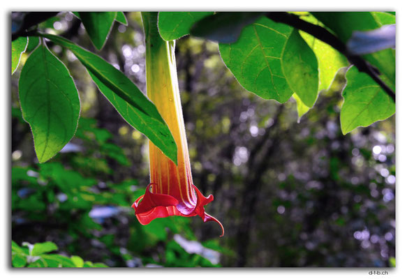 NZ0427.Mount Lees Reserve.Blume