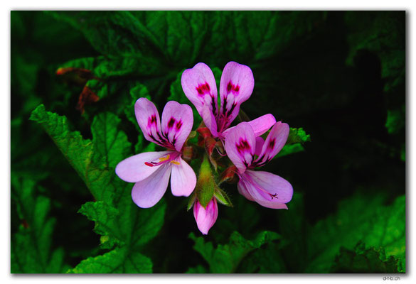 AU1113.Fleurieu Peninsula.Middleton.Blume