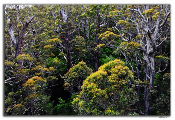 AU0790.Tree Top Walk