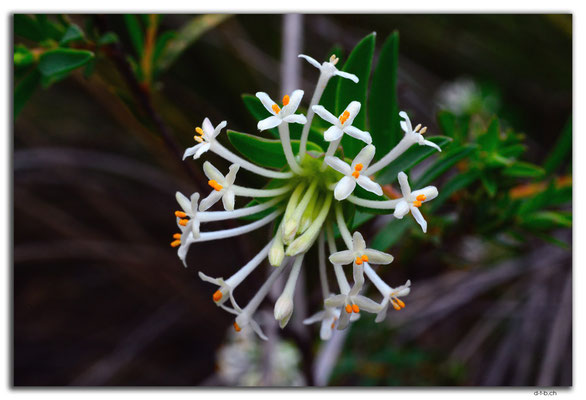 AU0645.Mt.Observation.Blume