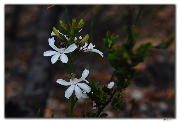 AU0831.Bandalup.Blume