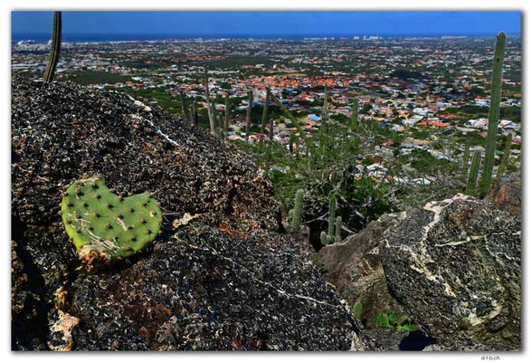 AW0052.Hooiberg.Cactus
