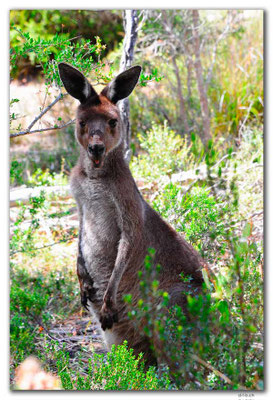 AU1024.Coffin Bay.Kellidie C.P.Kangaroos