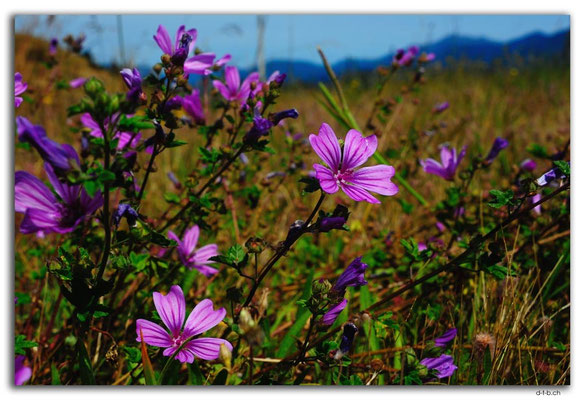 NZ0686.Wairau Valley.Flower