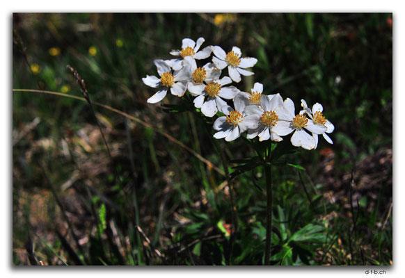 GW0284.Bergblumen