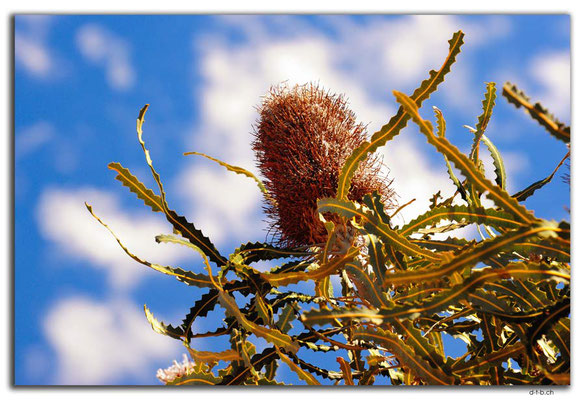 AU0440.Kalbarri N.P.Acorn Banksia