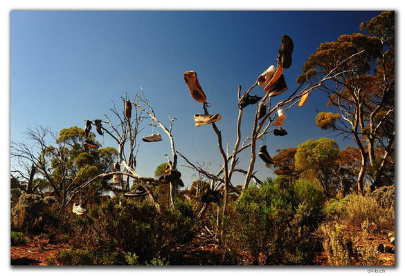 AU0899.90 Mile Road.Schuhe am Baum