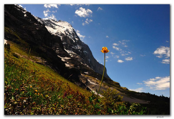 GW0290.Butterblumen vor Eiger