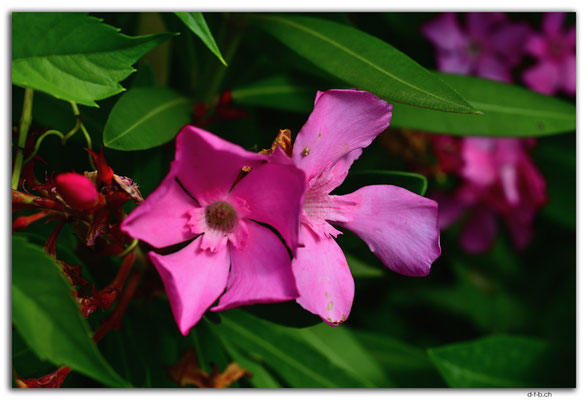 ES0229.Jardin Botanico de la Rioja.Nerium oleander
