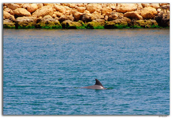 AU0717.Mandurah.Delfin