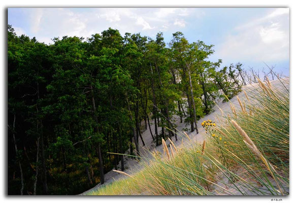 PL305.Leba.Wald