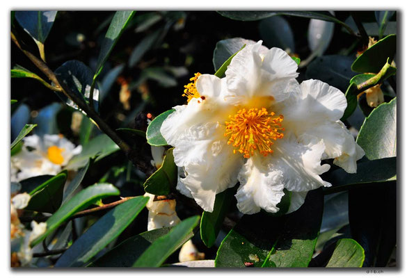HK0030.Blume