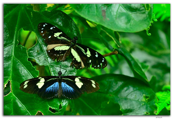 EQ0324.Mindo.Mariposario.Heliconius attis & doris