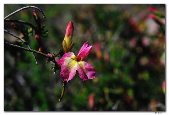 AU0522.Western Australian Yellow