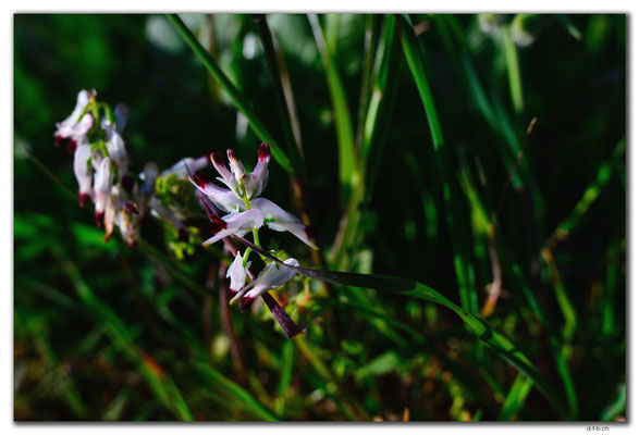 AU0504.Geraldton.Wildblume