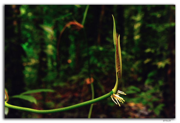 FJ0029.Garden of Sleeping Giant.