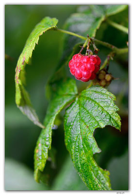 GW0544.Wilde Himbeere