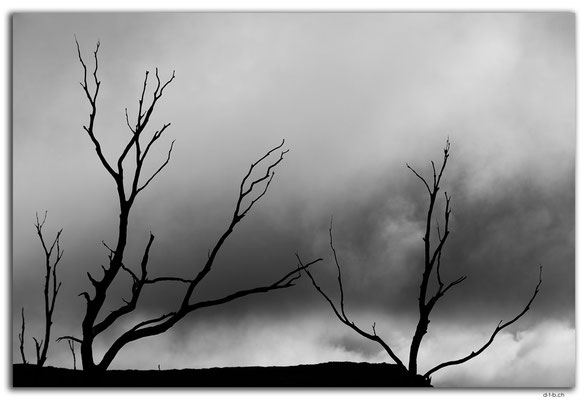 AU1345.Overland Track.Trees in the mist