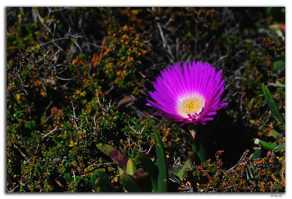 AU0561.Green Head.Coastal Pigface