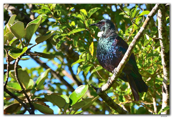 NZ0845.Stewart Island.Oban.Tui