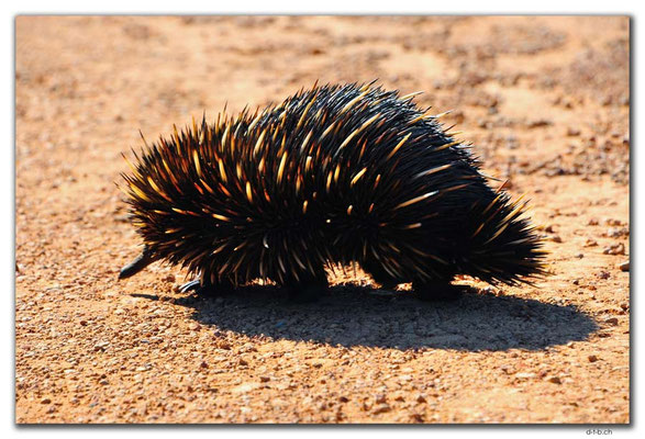AU0625.Echidna
