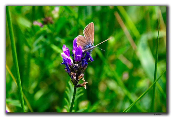 AM027.Sevanavank.Schmetterling & Blume