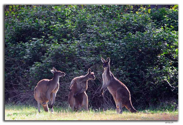 AU0768.Quinninup.Kangaroos