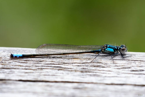 CA0207 White Lake Damselfly
