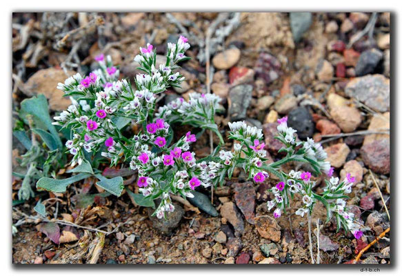 KZ0148.Blume