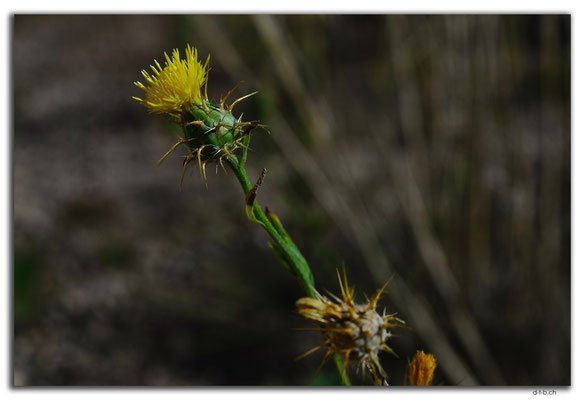 AU0953.Nullarbor N.P.Blume