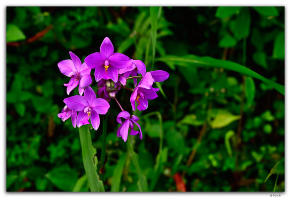 SB0012.Malaita.Auki.Flower