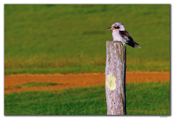 AU0797.Ayr Sailean.Kookaburra