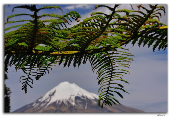 NZ0397.Newall.Mt.Taranaki