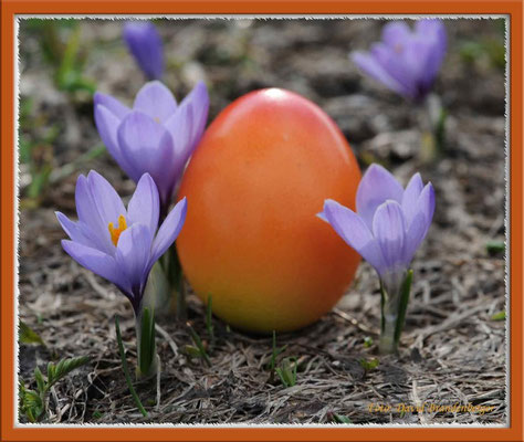 A0253.Ei mit Krokus.Klosters.CH