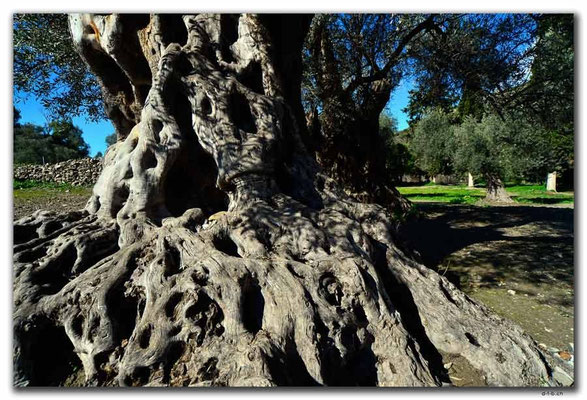 GR0515.Gortyn.Baum