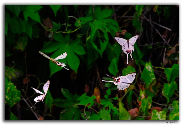 CN0364.Peking,Schmetterling