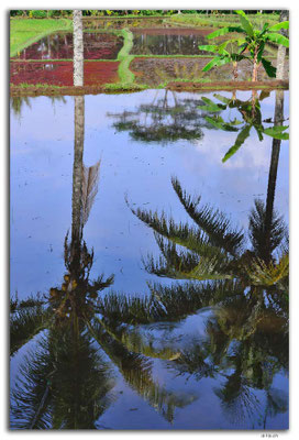 ID0076.Ubud.Reisfeld