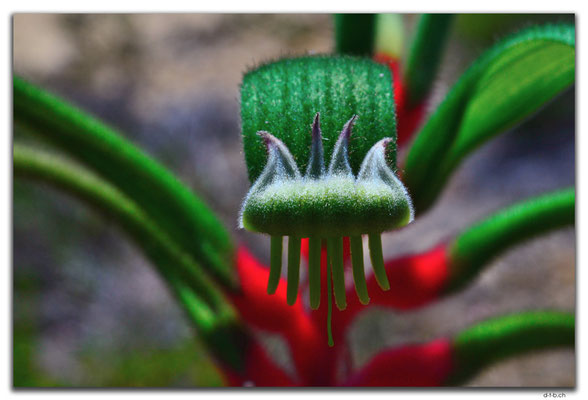 AU0618.Kangaroo Paw