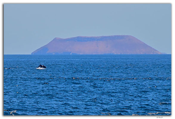 EQ0162.Isla Daphne Mayor.Dolphins