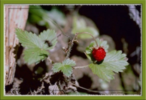 A0111 Wilde Erdbeere,Klosters,CH