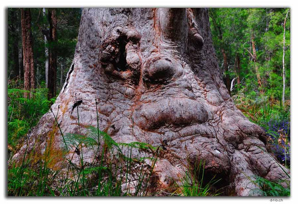 AU0793.Granny Tingle Tree
