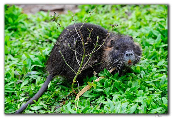 GR0133.Dion.Nutria