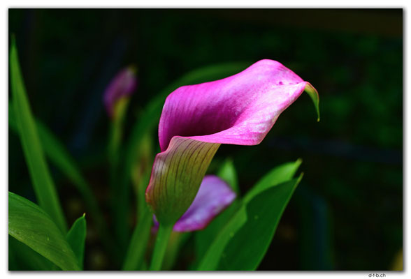 ES0232.Jardin Botanico de la Rioja.Calla Lily