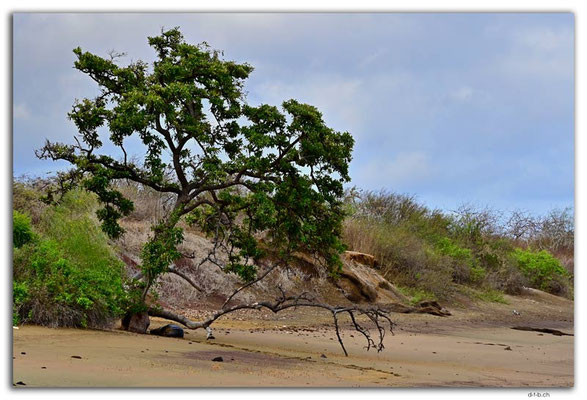 EQ0120.Floreana Island.Punta Cormorant.Sea Lion