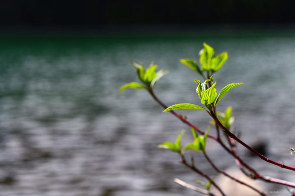 CA0148 Cheakamus Lake