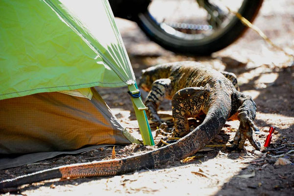 AU: A Guano walkes around the tent and Solatrike
