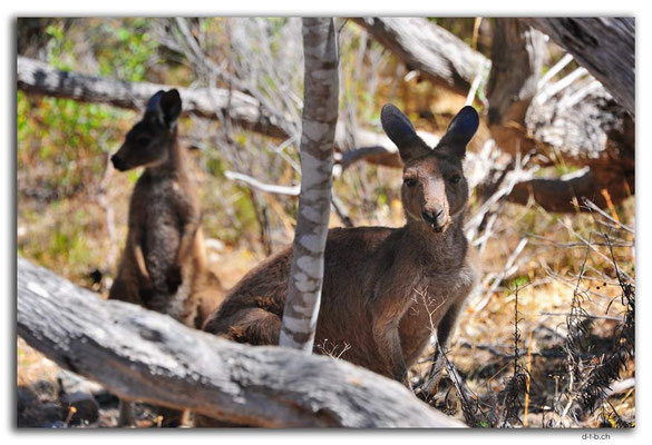 AU1023.Coffin Bay.Kellidie C.P.Kangaroos