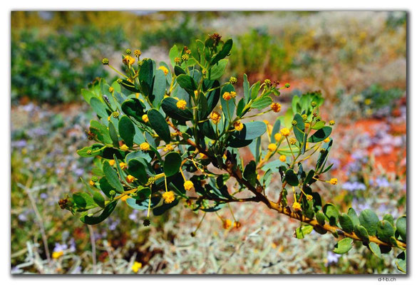 AU0363.Kanji Bush