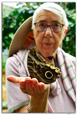 EQ0331.Mindo.Mariposario.Caliga atreus