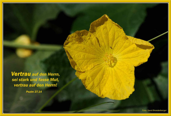 S0116.Blume in Aqaba.JO.Psalm 27.14